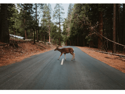Auto Accident with an Animal Kent